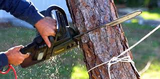 Best Arborist Consultation Services  in West End, NY