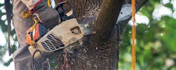 West End, NY Tree Services Company