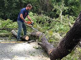 Best Storm Damage Tree Cleanup  in West End, NY