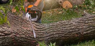 Best Hedge Trimming  in West End, NY