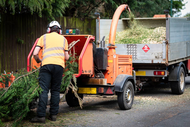 Best Lawn Disease Treatment  in West End, NY