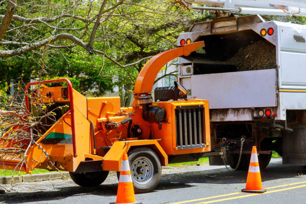 How Our Tree Care Process Works  in  West End, NY