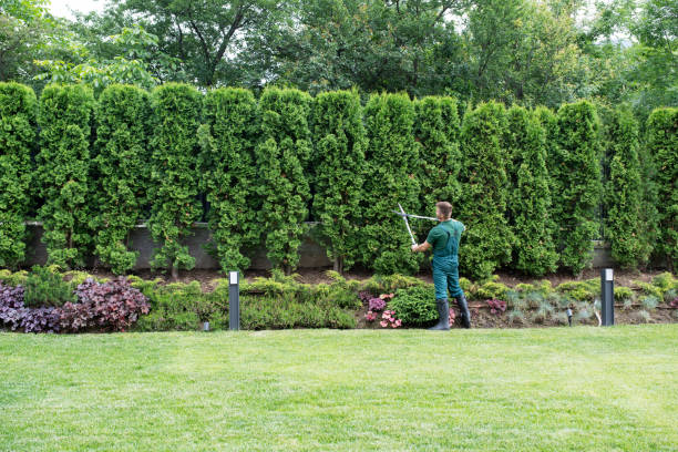 Best Emergency Tree Removal  in West End, NY