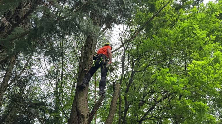 Best Tree Maintenance Programs  in West End, NY